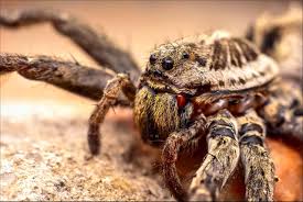 Image result for wolf spider bite skin