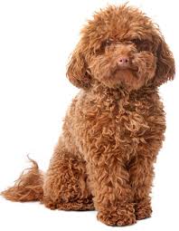 The largest list of teddy bear, breeders is here! 21 Dog Breeds That Look Like Bears Or Teddy Bears Playbarkrun