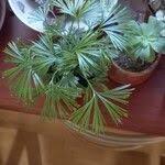 Image result for Actiniopteris radiata