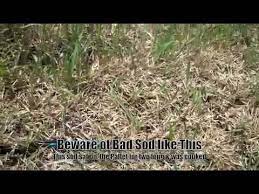 Pictures of overwatered st augustine grass. Newly Installed St Augustine Lawn Already 80 Dead In 18 Days Youtube