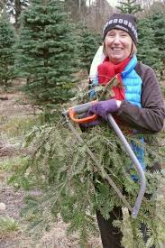 Learn how to start a tree farm and the ins and outs of tree farming from the christmas tree man. if you're just starting and you don't own your own tractor, a local farmer will (generally) clean up/disc 20 acres for approx $1000 (10 acres for $500). Christmas Tree Season Is Off To An Early Start Abbotsford News