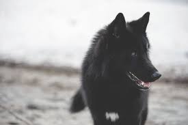 An Alaskan Noble Companion Wolf Spirit Animal Wolf Dog Wild Dogs