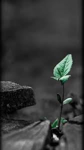 Black And White Nature Wallpaper 4k خلفيات بجودة Full Hd 4k أفضل خلفيات الهاتف Pretty Wallpaper Iphone Pretty Wallpapers Beautiful Wallpapers
