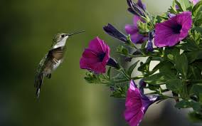 They are known to have big flowers which serve as a beacon for the insects and hummingbirds to come near them. Hummingbirds Sisters For Sunshine