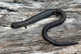 California Slender Salamander Salamander Slender California