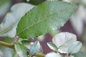 Image result for Pycnosphaera buchananii