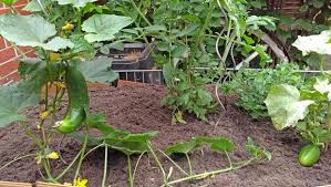 Gurken im garten oder im topf anzubauen, das lohnt sich. Die Erste Gurken Ernte Neuigkeiten Vom Diybook Testbeet Teil 2 In Garten Wohnen Diybook De