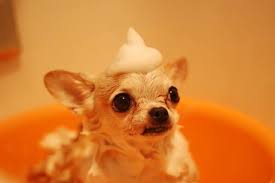 Dogs most commonly are infected with the fungi microsporum canis, microsporum gypseum most dogs can be treated for ringworm on an outpatient basis, but quarantine procedures should be considered due to. How Often To Bathe A Dog With Ringworm Vet Shampoo Vs Otc Dips