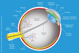 Cross Section Through The Human Eye Human Body Systems Human Anatomy And Physiology Body Systems