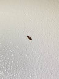 Identification Petit Insecte