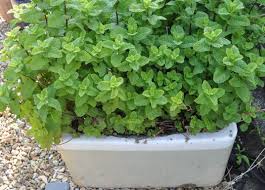 Vintage Belfast And Butler Sinks Are Great For Holding Herbs Container Gardening Gorgeous Gardens Pond Landscaping