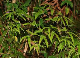 Image result for Dicranopteris elegantula