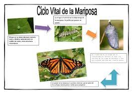 Imagenes Del Ciclo De Vida De La Mariposa Imagui