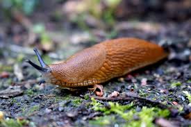 There are millions and millions of them. How To Naturally Keep Snails Slugs Out Of Your Garden No Commercial Products Install It Direct