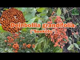 Image result for Deinbollia
