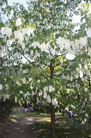 533 x 800 jpeg 196 кб. Handkerchief Tree Flower Davidia Fruits N Flowers Facebook