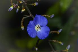 Image result for Lepistemon