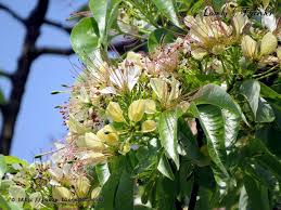 Maybe you would like to learn more about one of these? 9 Philippine Native Trees Better Than Cherry Blossoms