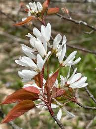 Image result for Amelanchier laevis