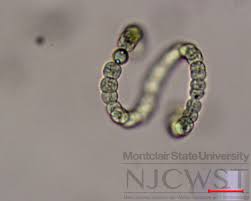 Image result for Dolichos bianoensis