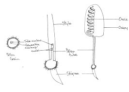 Pollination Beespoke Info