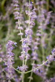 Kwiaty i pędy rośliny przypominają bardzo dużą lawendę. Perowskia Lobodolistna Perovskia Atriplicifolia