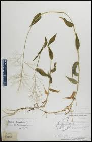 Image result for Panicum brevifolium