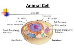 What is nucleolus in animal cell. Cell Structures Functions And Transport Ppt Download