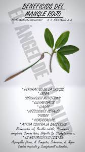 Cancerina Para Que Sirve Y Como Se Prepara Pin En Plantas Medicinales