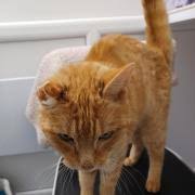 Cats Whiskers' Monty 'doing fantastic' after tough start