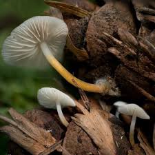 Image result for Strobilurus conigenoides