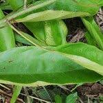 Image result for Caloncoba crepiniana