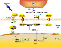 Aside from his good looks, ran takahashi's incredible skills also started to garner attention and create some noise in tokyo olympics 2021, simply showing his monstrousness on the court! The Regulation Of Immune Checkpoints By The Hypoxic Tumor Microenvironment Peerj
