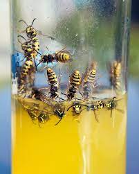 Wasp spray is an insecticide that combines several main wasp neutralizing chemicals called pyrethroids and pyrethrins into a compact, aerosol bottle. Warning Issued About Drunken Wasps Invading Our Homes As Baby Is Stung 12 Times Mirror Online
