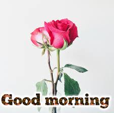 You can also browse our previous collection of beautiful i love you images with roses. 55 Good Morning Image With Rose Flowers