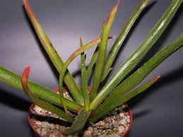 Image result for Aloe fimbrialis