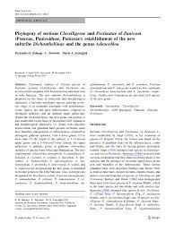 Image result for Panicum hymeniochilum