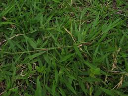 Image result for Urochloa dictyoneura