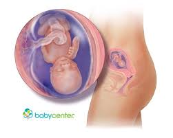 Pin On Fetal Development Week By Week