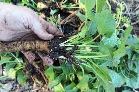 It should also be fed in moderation and should. Foraging Yellow Dock Curly Dock And Other Rumex Sp