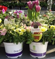 Teamramo Drop N Bloom Gardening Hdspring14 Outdoor Rooms Plants Home Depot