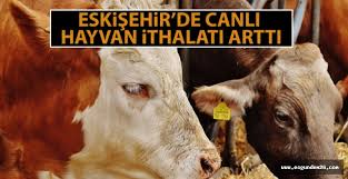 Eskisehir De Canli Hayvan Ithalati 8 Kat Artti Esgundem26 Eskisehir Haber Eskisehir Haberleri Mobil