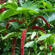Image result for Acalypha hispida