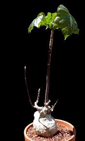 Image result for Gyrocarpus