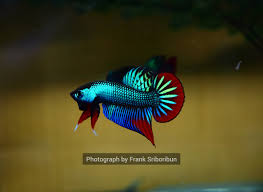 Betta splendens are native to thailand. The Wild Betta Imbellis A Species That Can Be Found In The South Of Thailand In Marsh Like Habitats With Millions Of Plant Life That Offers Filtration And Clean Water This Fish