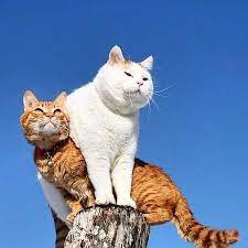 kitten gag sur instagram only one place but two cats sadece bir yer ama iki kedi ustelik tombik photo from cat shiro or shironekor แมว