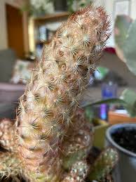 In this article, we shall look at the classification. What S Wrong With My Golden Lace Cactus Seems To Be Turning Dull Brownish Yellow With Holes Spots I Only Water Once A Month Plantclinic