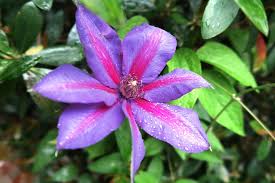 Image result for Clematis costata