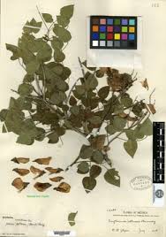 Image result for Erythrina sacleuxii