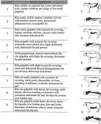 body condition scoring index for african lion panthera leo